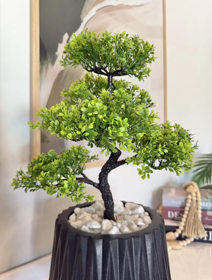 Detalhe da folhagem da Planta Bonsai Mini Árvore
